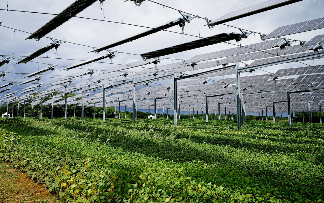 Les conditions d’implantation des installations photovoltaïques sur des terrains agricoles